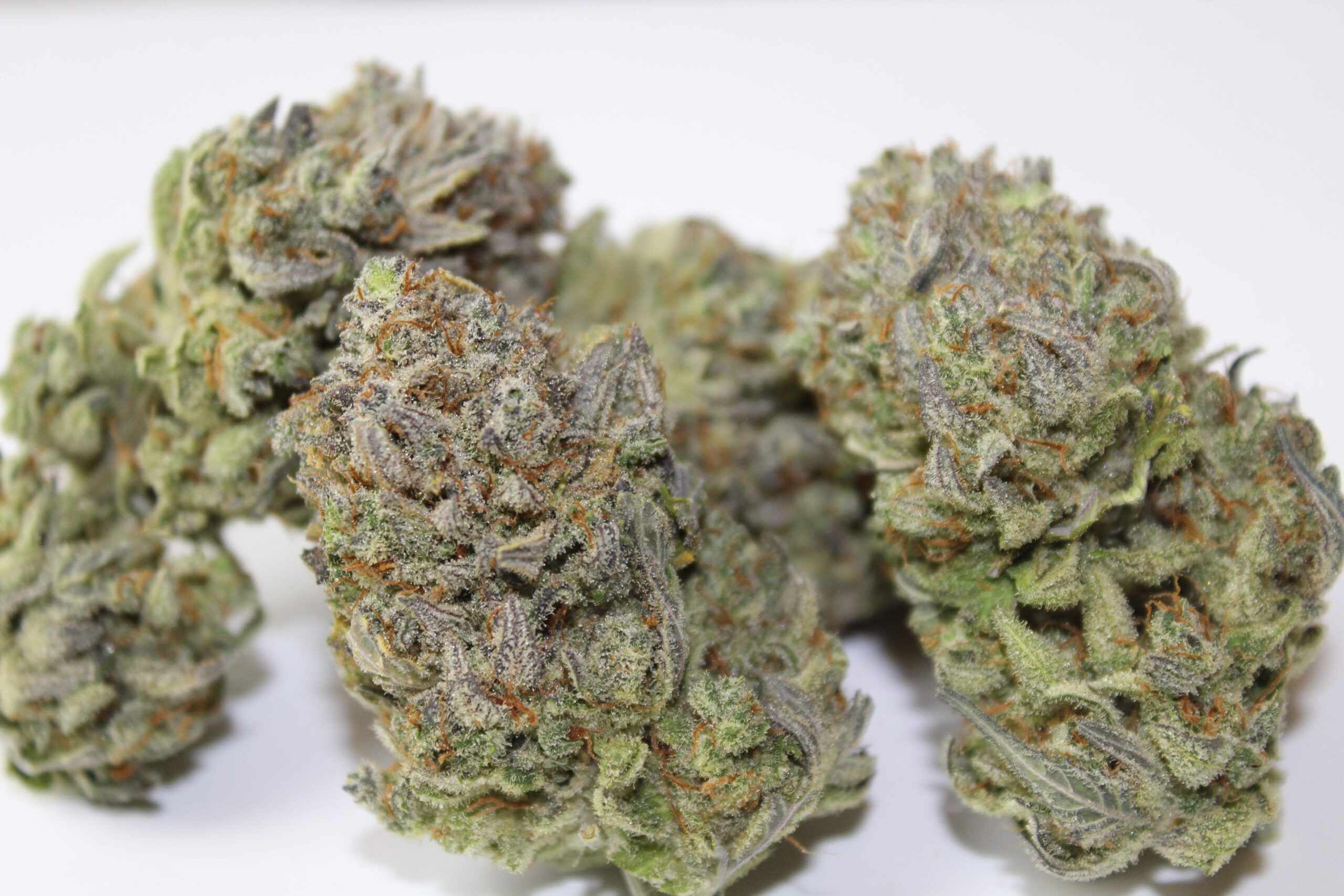 Gelato Auto 3 Feminized Autoflower Seeds - Image 14