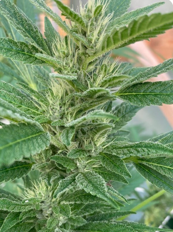 GlueChee F1 (GG4 x Cheese) 10 Regular Seeds - Image 3