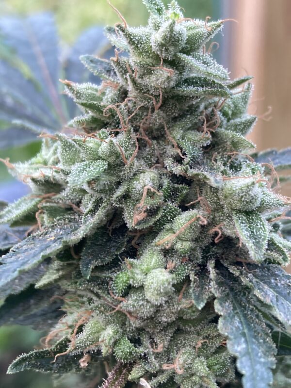 GlueChee F1 (GG4 x Cheese) 10 Regular Seeds - Image 2