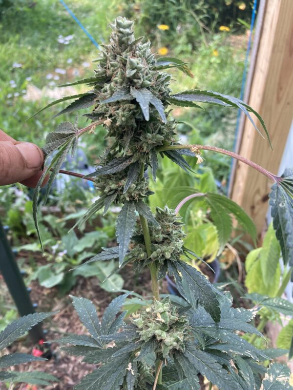 GlueChee F1 (GG4 x Cheese) 10 Regular Seeds - Image 4