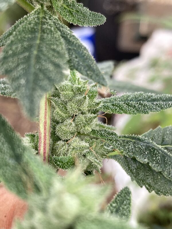 GlueChee F1 (GG4 x Cheese) 10 Regular Seeds - Image 5