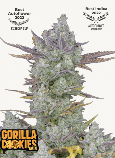Gorilla Cookies Auto 3 Feminized Autoflower Seeds