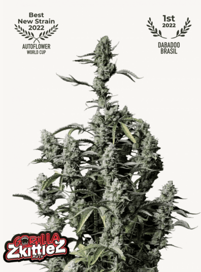 Gorilla Zkittlez Auto 3 Feminized Autoflower Seeds