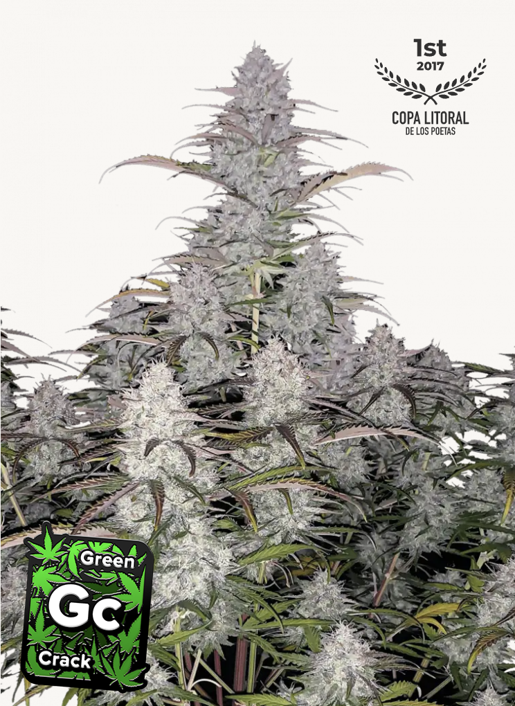 Green Crack Auto 3 Feminized Autoflower Seeds