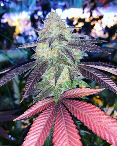 Humboldt CSI   Purple Dogbud