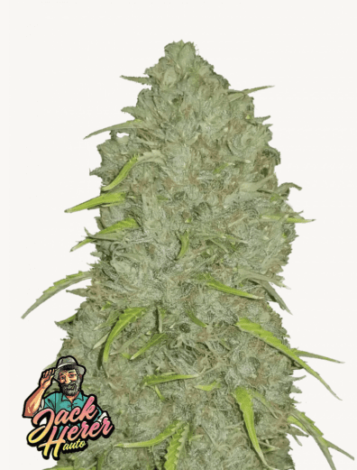 Jack Herer Auto 3 Feminized Autoflower Seeds