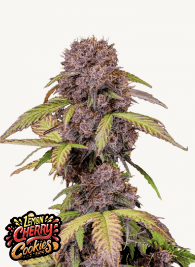 Lemon Cherry Cookies Auto 3 Feminized Autoflower Seeds