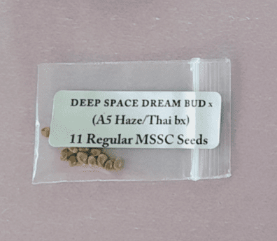 Magic Spirit Seed Co Deep Space Dream Bud x A5 Haze/Thai BX 11 Regular Seeds