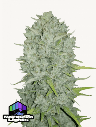 Northern Lights Auto 3 Feminized Autoflower Seeds