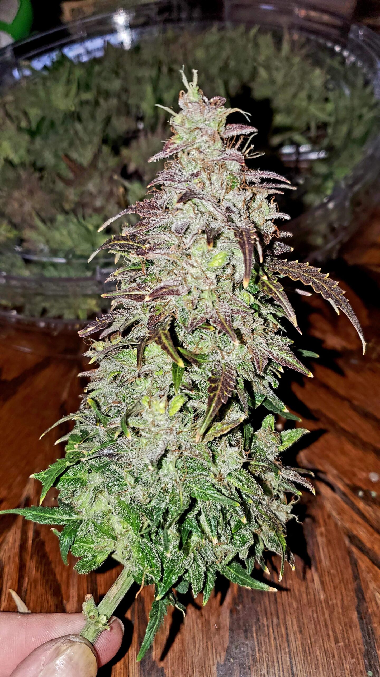 Skunk Auto 3 Feminized Autoflower Seeds - Image 7