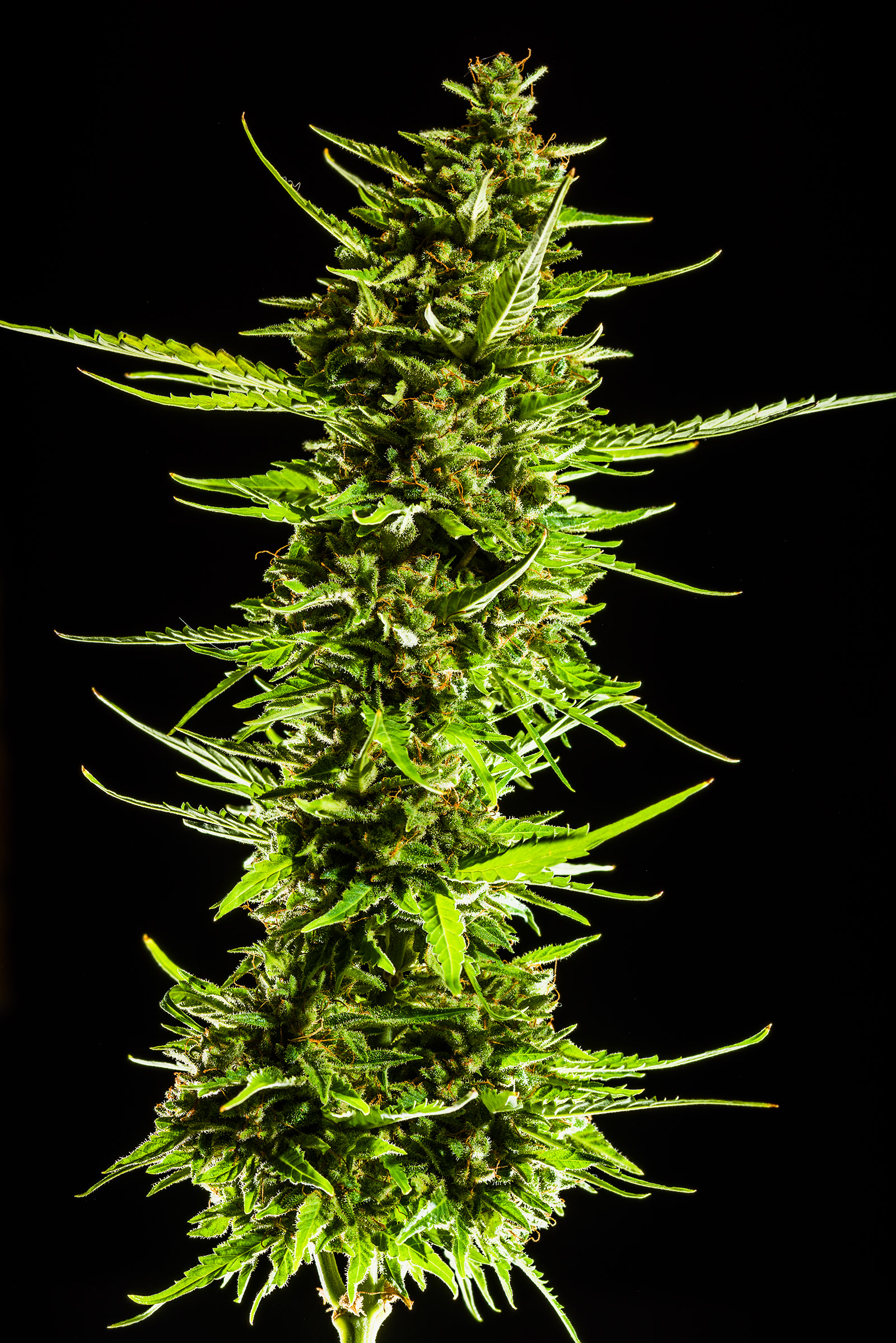 Skunk Auto 3 Feminized Autoflower Seeds - Image 6