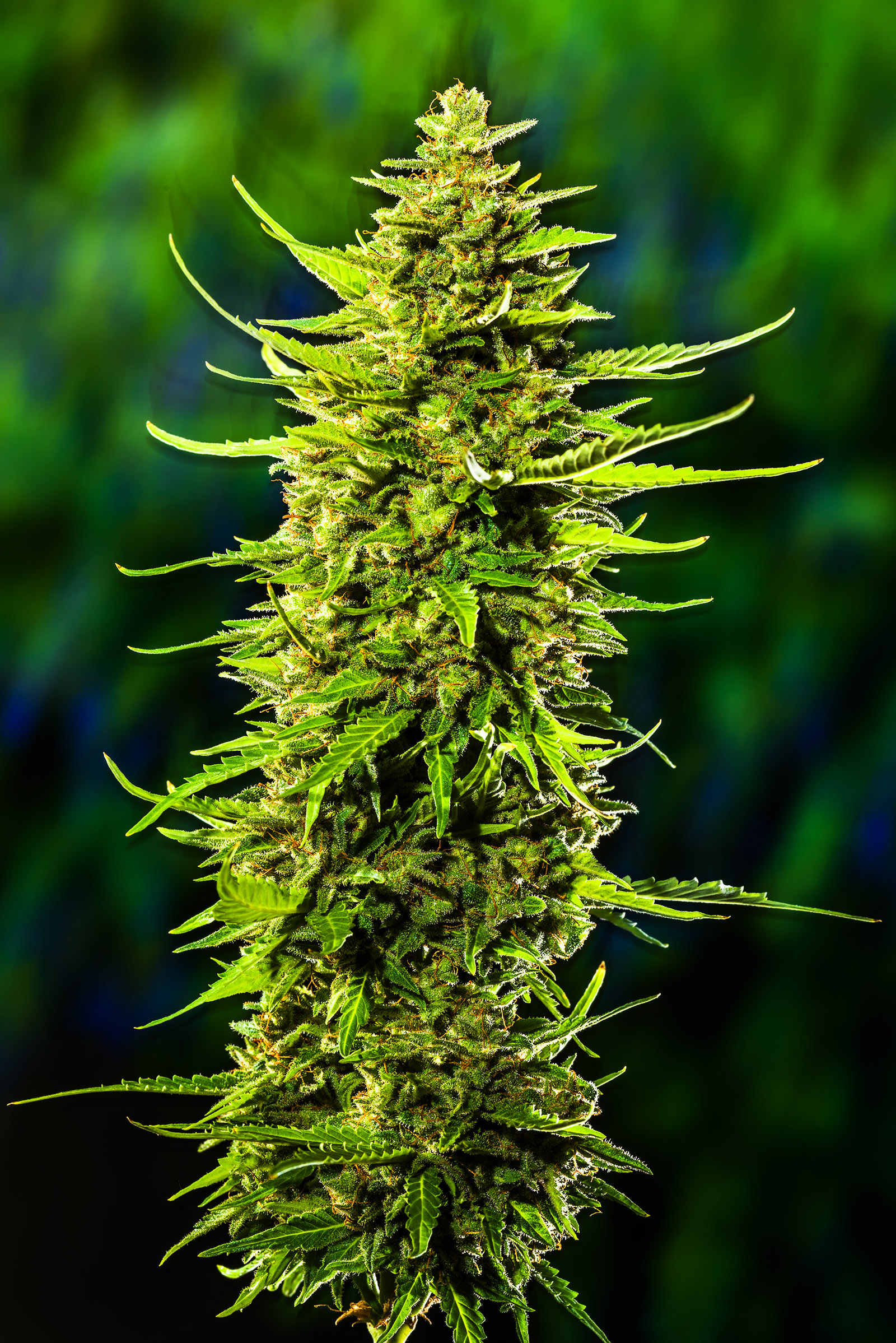 Skunk Auto 3 Feminized Autoflower Seeds - Image 2