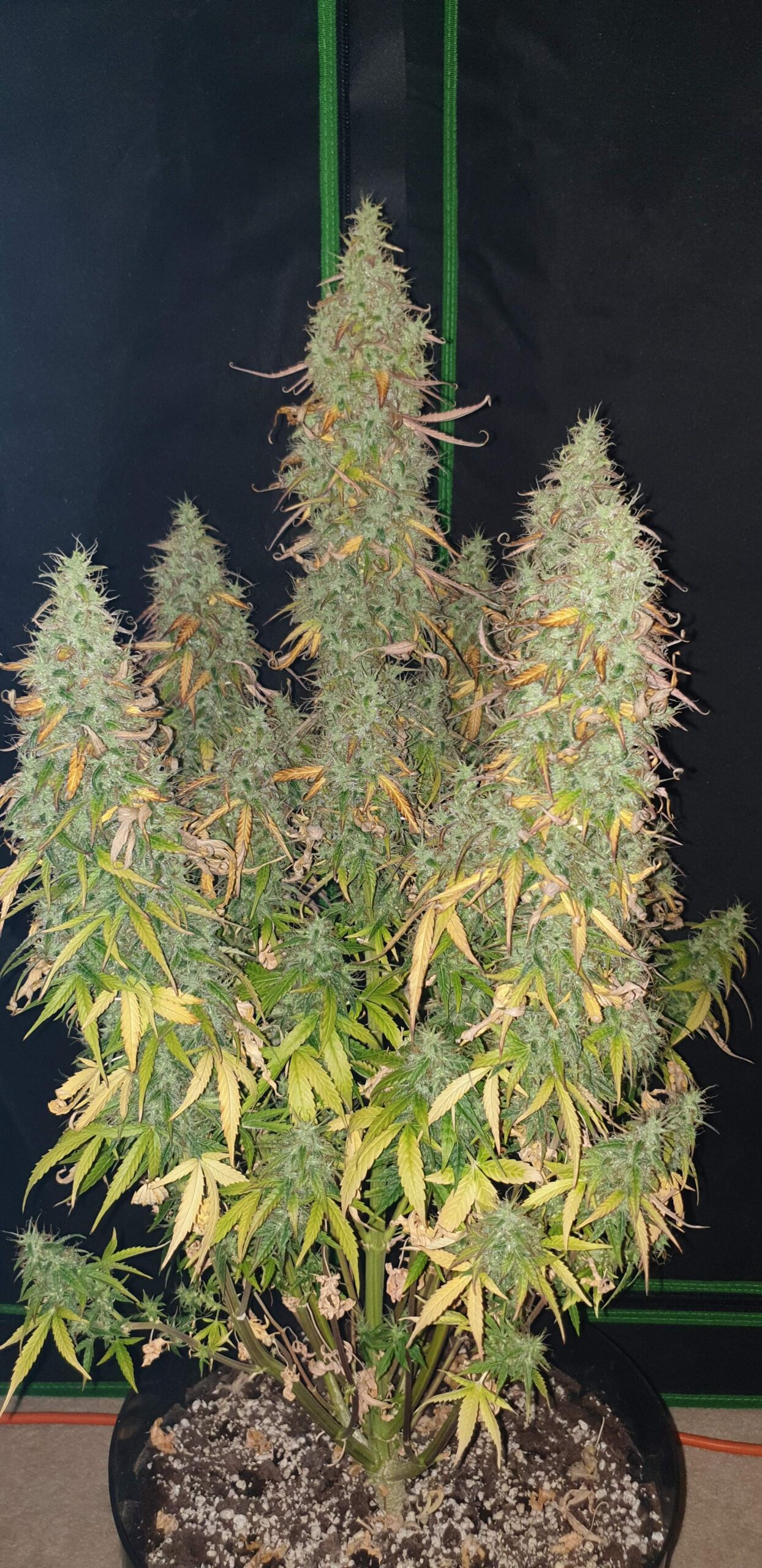 Skunk Auto 3 Feminized Autoflower Seeds - Image 9