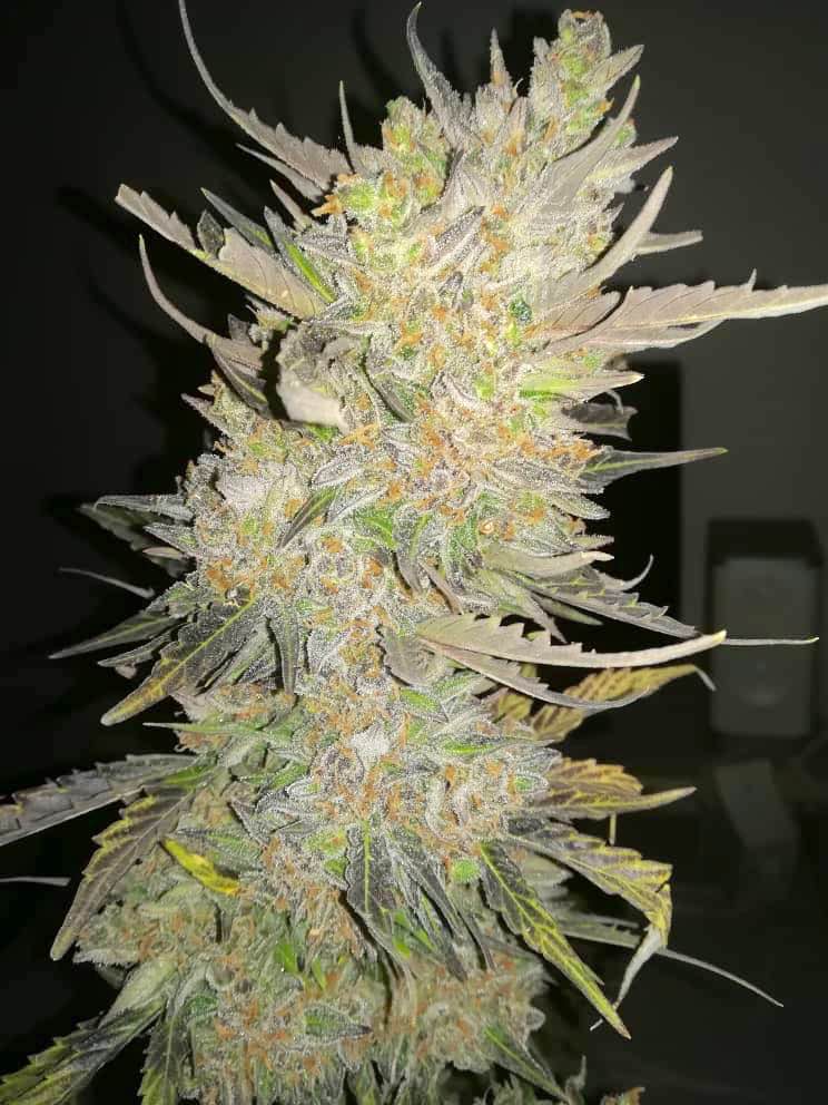 Skunk Auto 3 Feminized Autoflower Seeds - Image 11