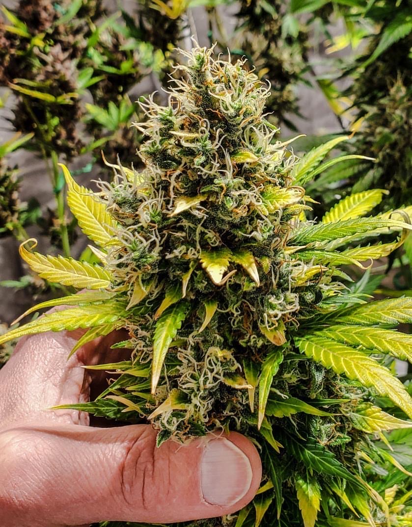 Skunk Auto 3 Feminized Autoflower Seeds - Image 4