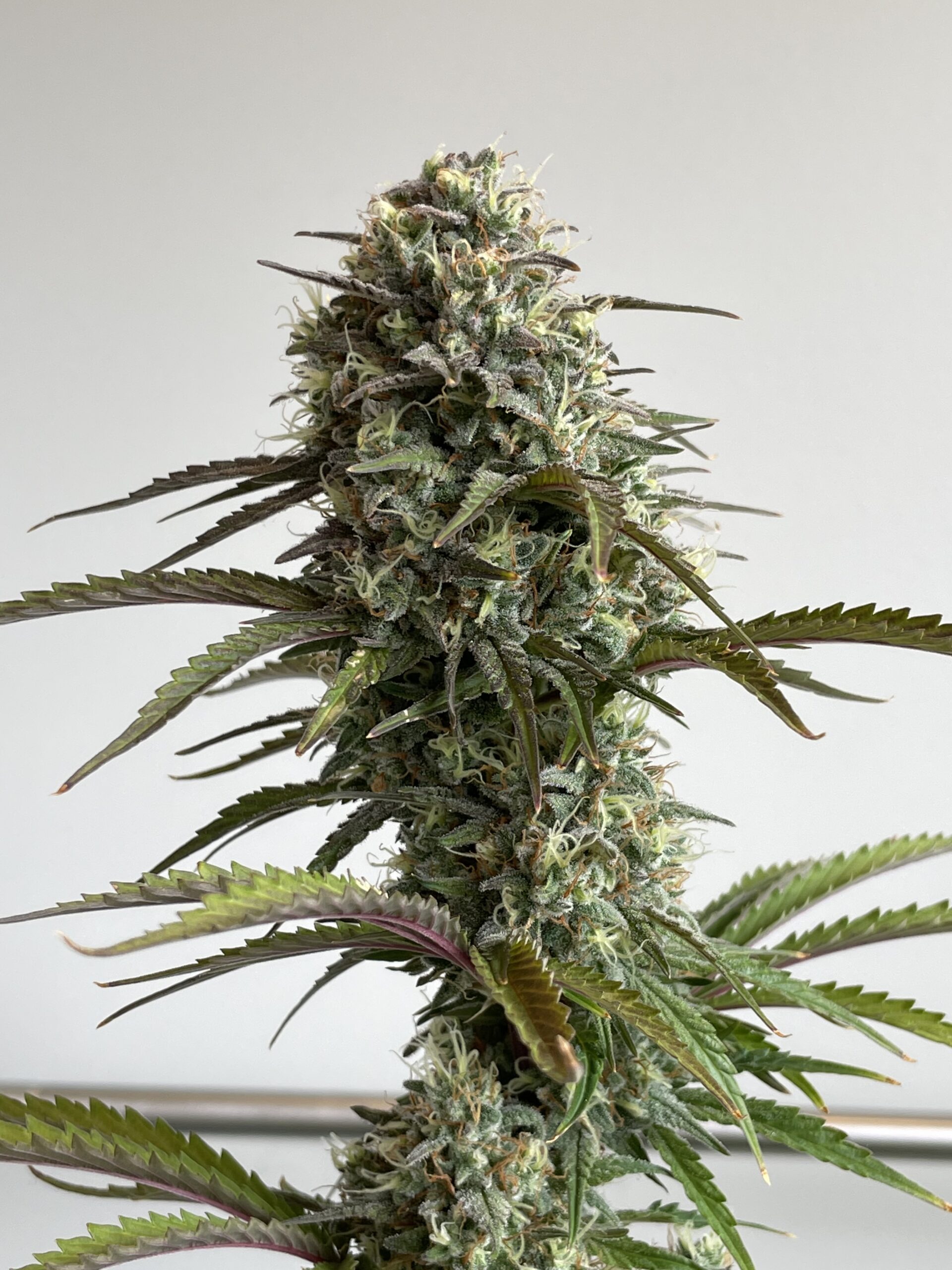 Skunk Auto 3 Feminized Autoflower Seeds - Image 5