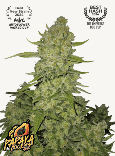 Papaya Cookies Auto 3 Feminized Autoflower Seeds