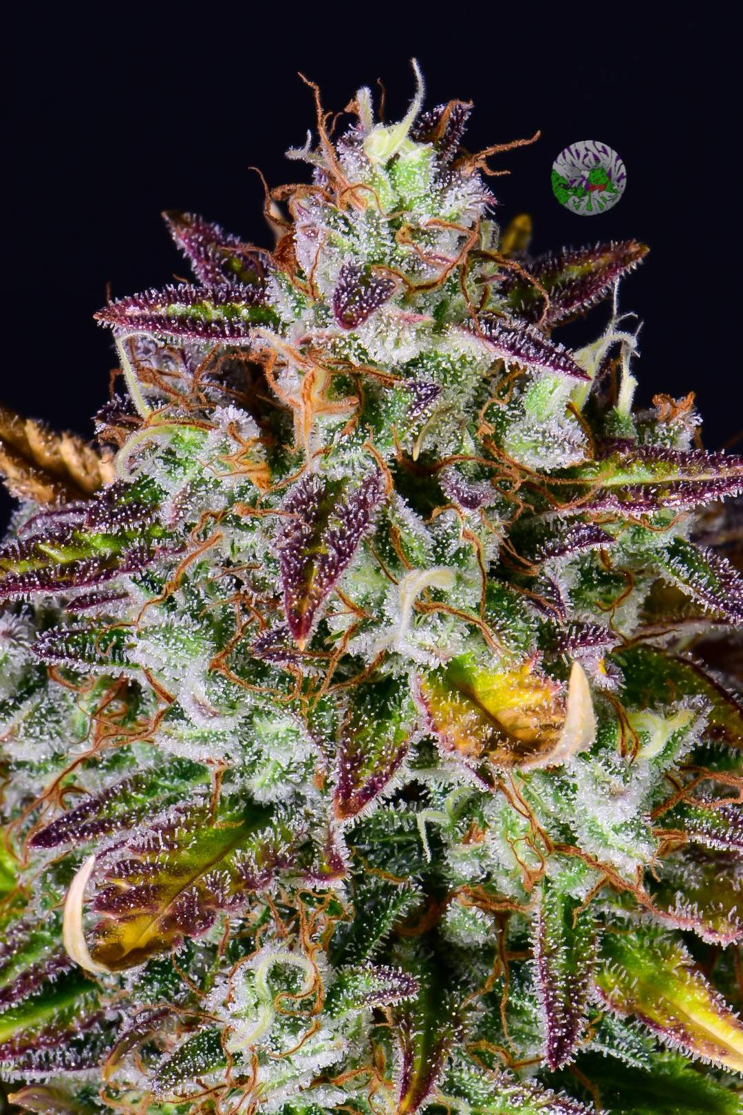 Pineapple Express Auto 3 Feminized Seeds - Image 3