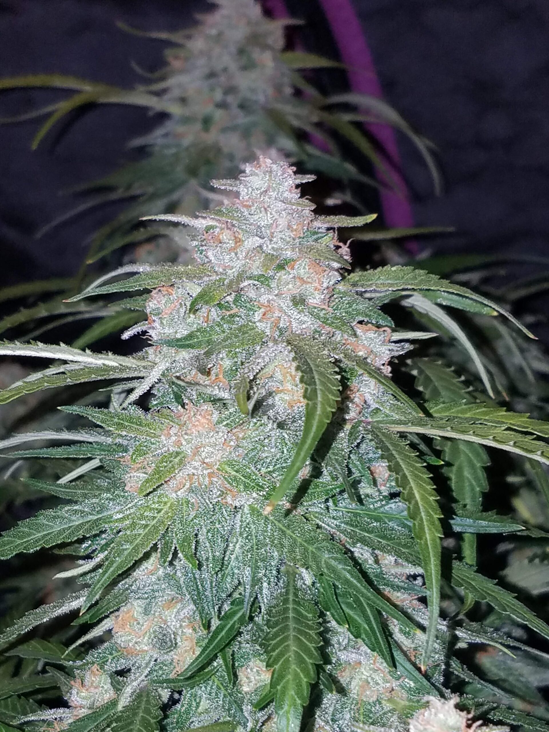 Pineapple Express Auto 3 Feminized Seeds - Image 12