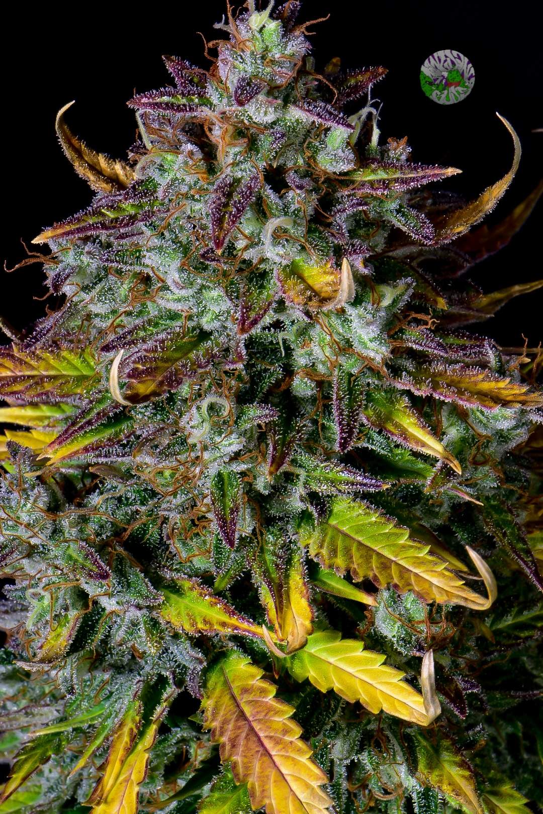 Pineapple Express Auto 3 Feminized Seeds - Image 5