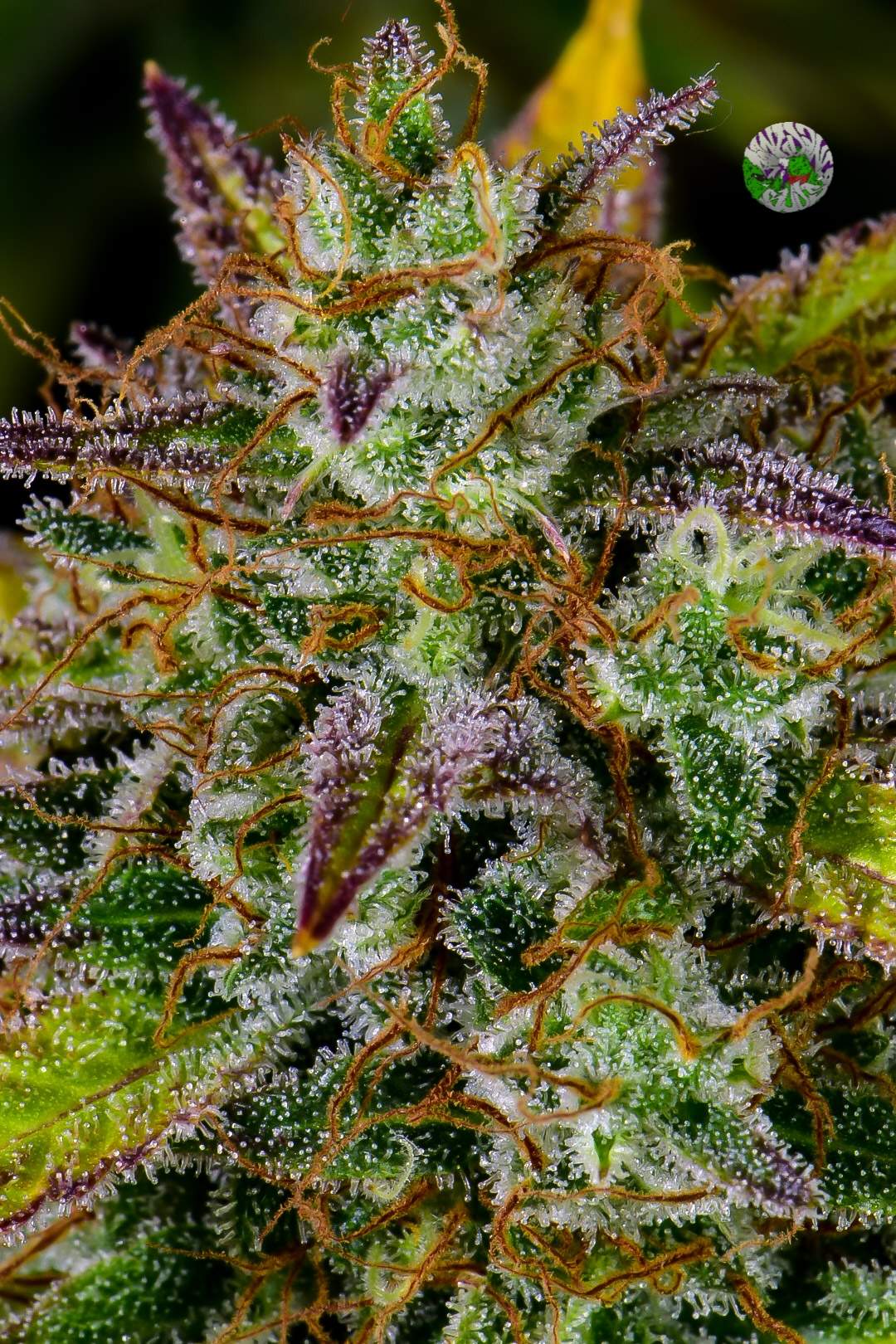 Pineapple Express Auto 3 Feminized Seeds - Image 13