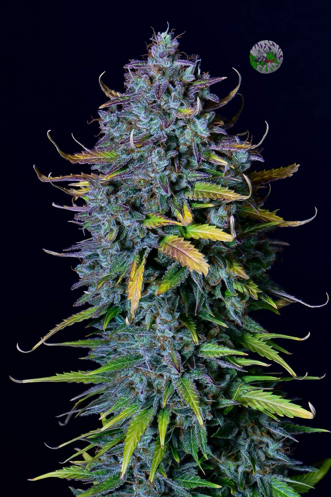 Pineapple Express Auto 3 Feminized Seeds - Image 4