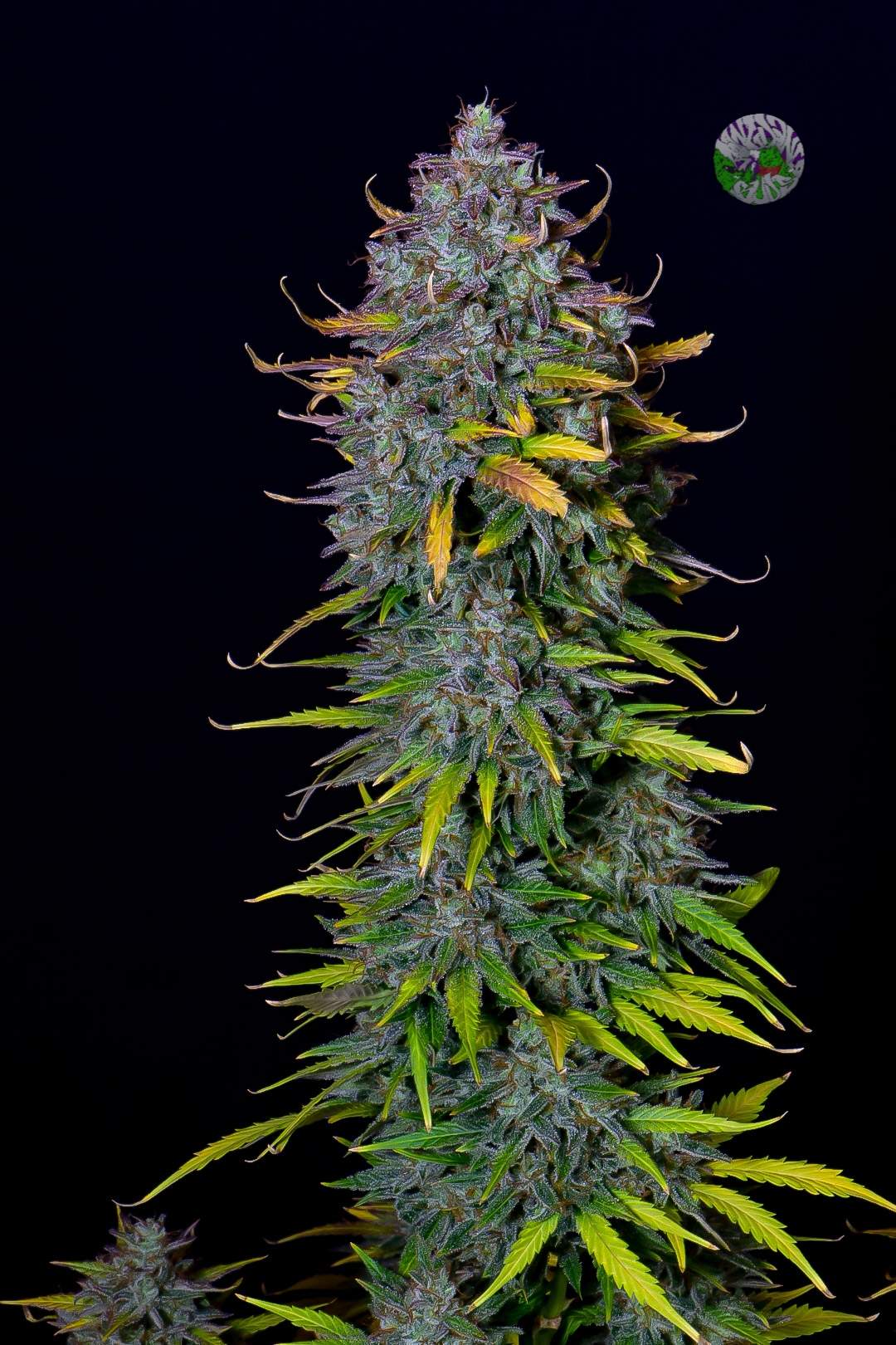 Pineapple Express Auto 3 Feminized Seeds - Image 6