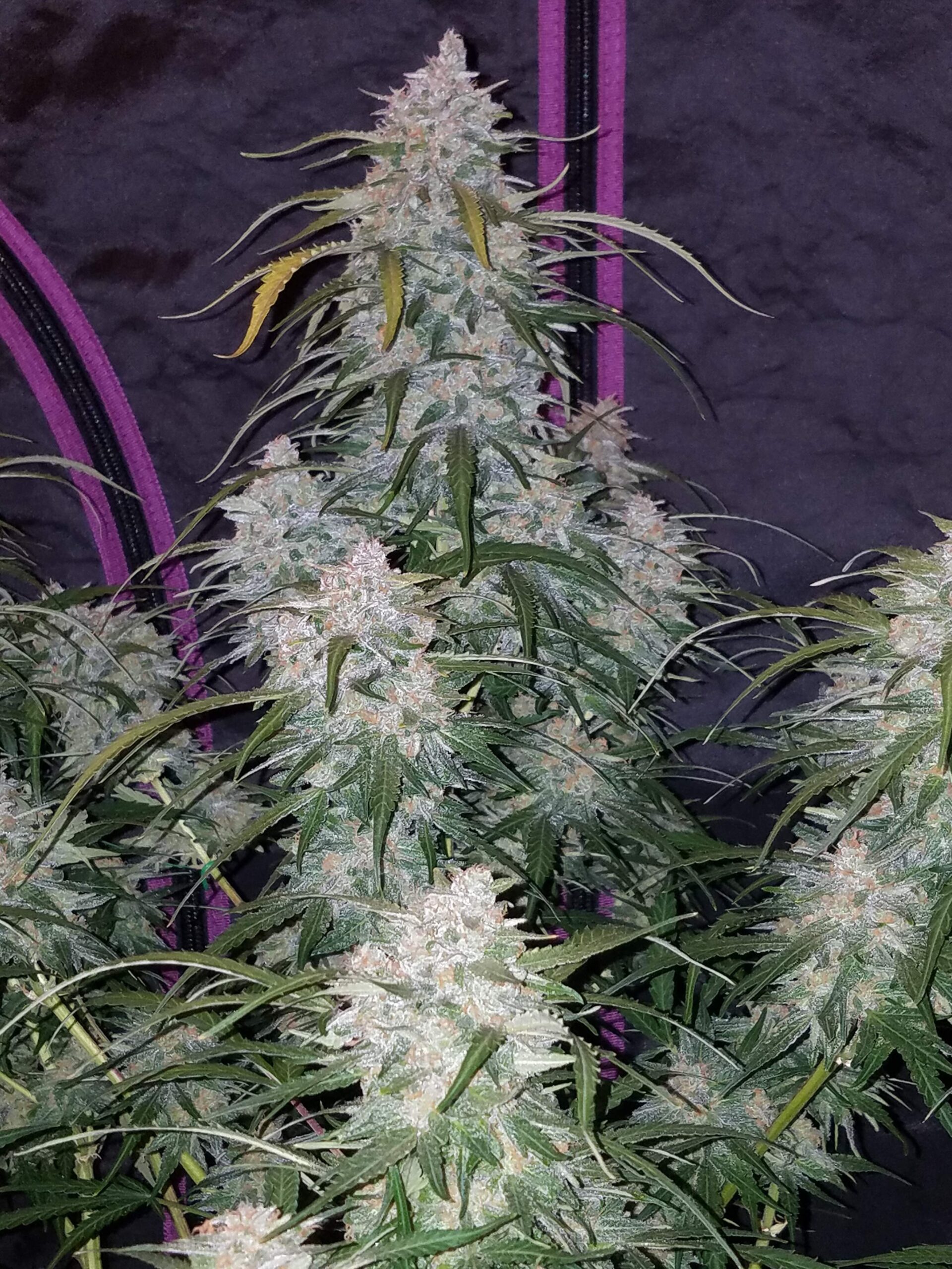Pineapple Express Auto 3 Feminized Seeds - Image 7