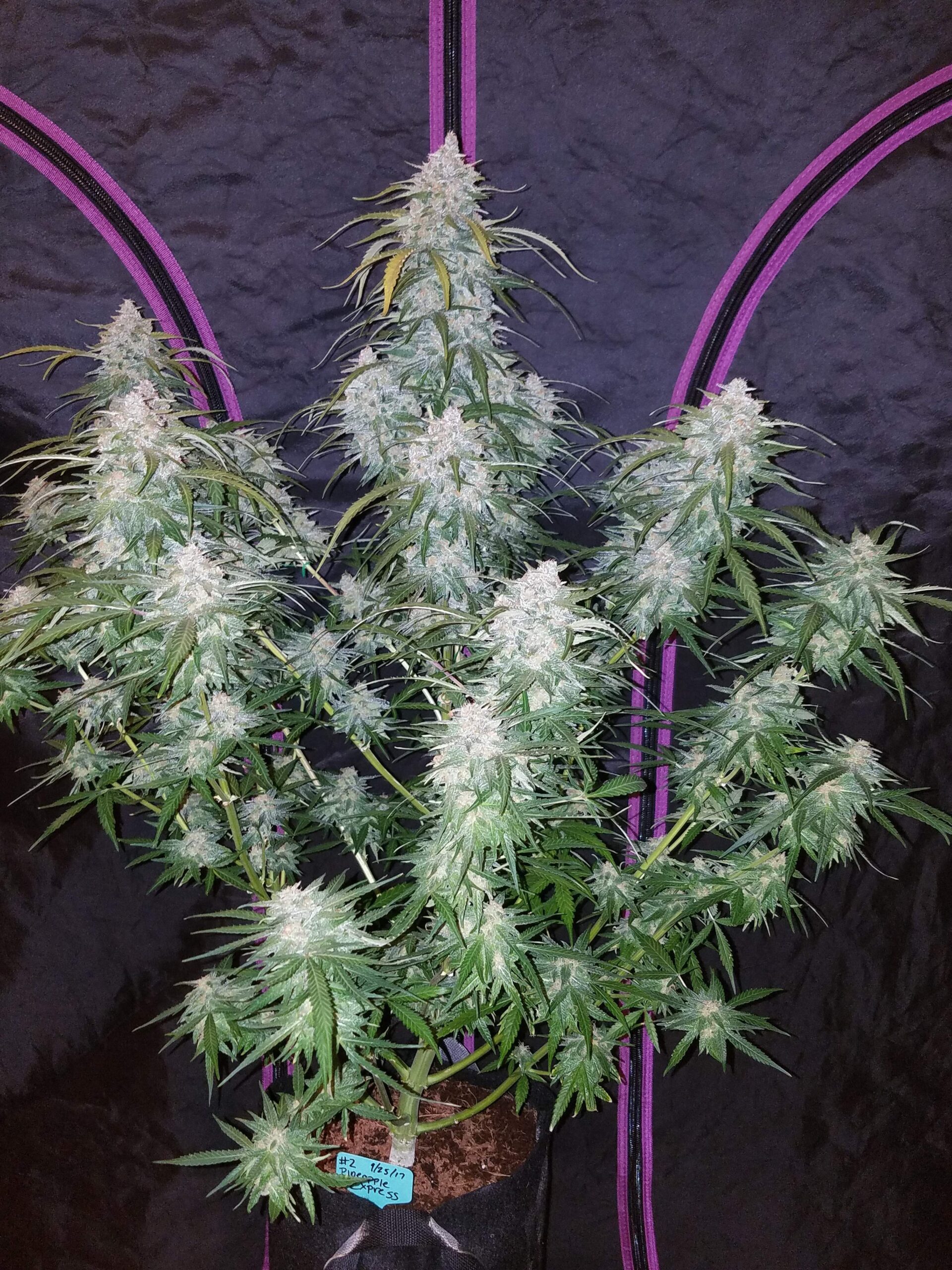 Pineapple Express Auto 3 Feminized Seeds - Image 2