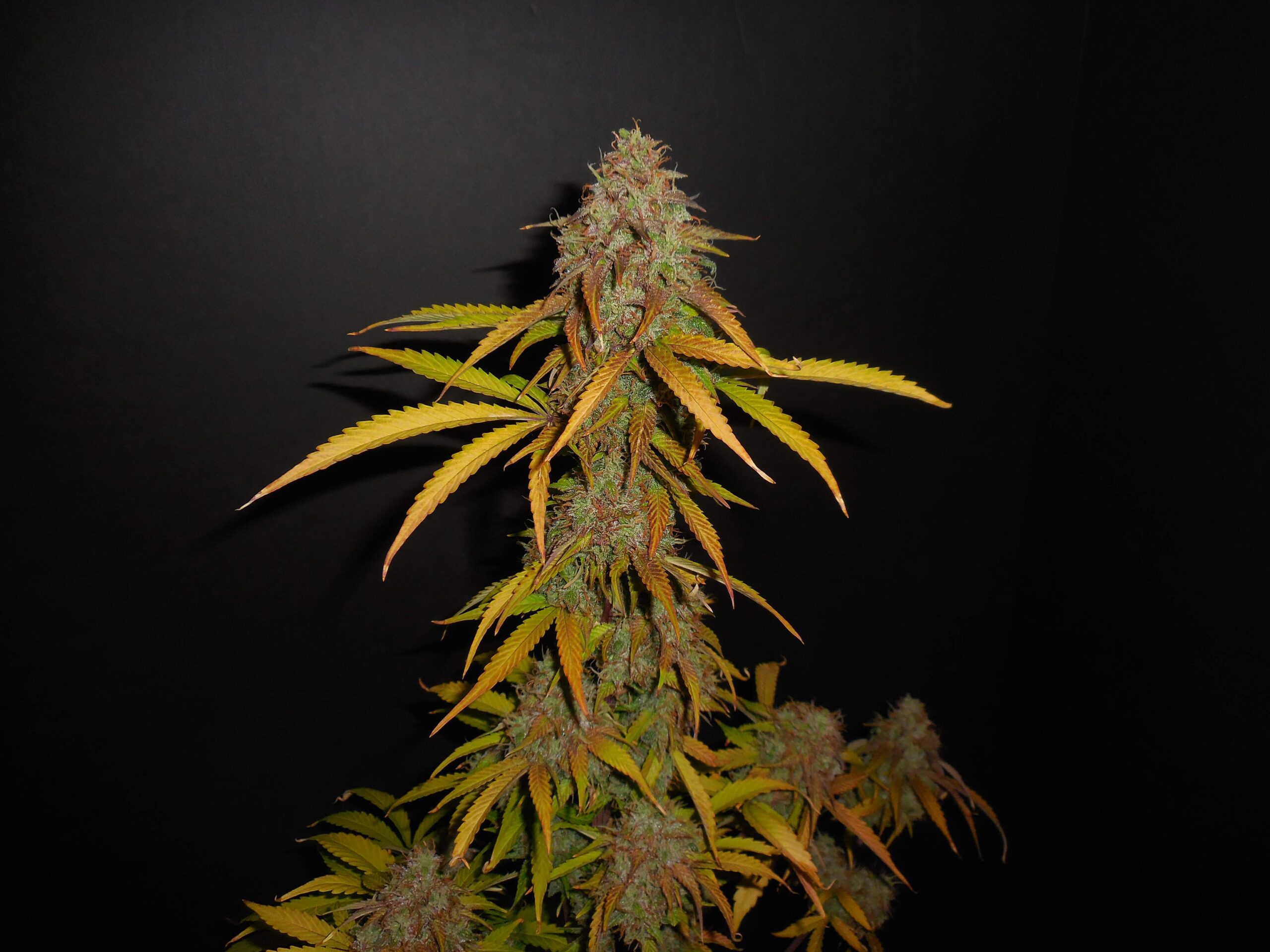 Pineapple Express Auto 3 Feminized Seeds - Image 8