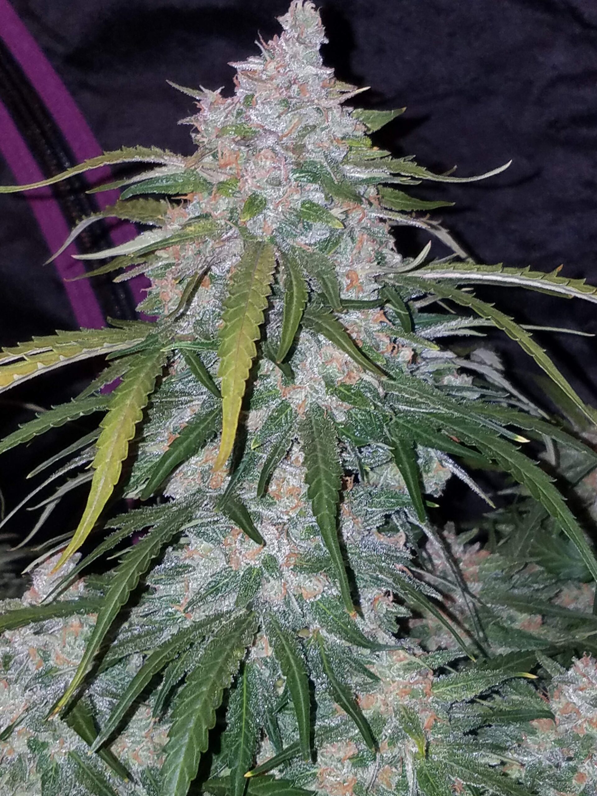 Pineapple Express Auto 3 Feminized Seeds - Image 9