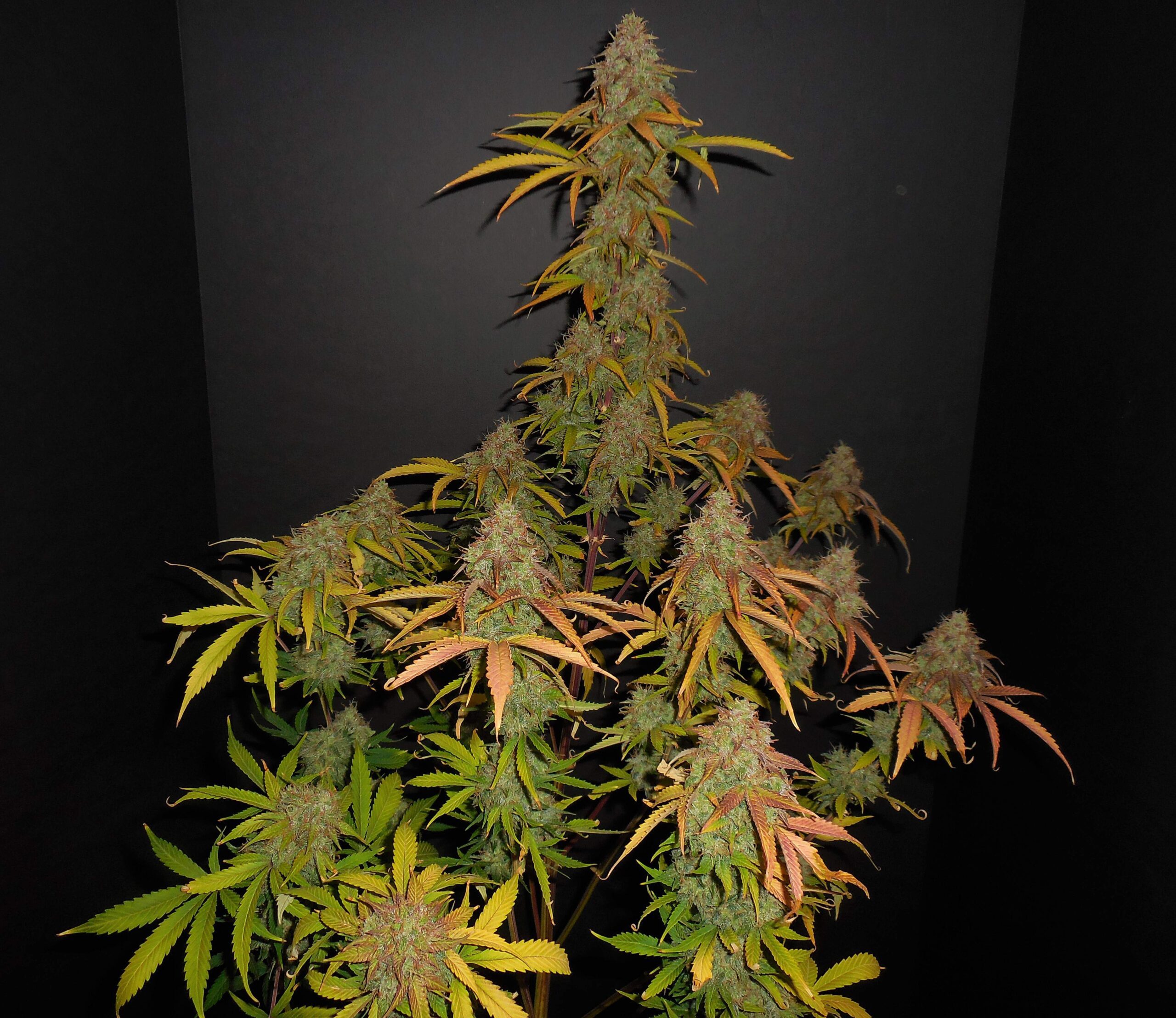 Pineapple Express Auto 3 Feminized Seeds - Image 10