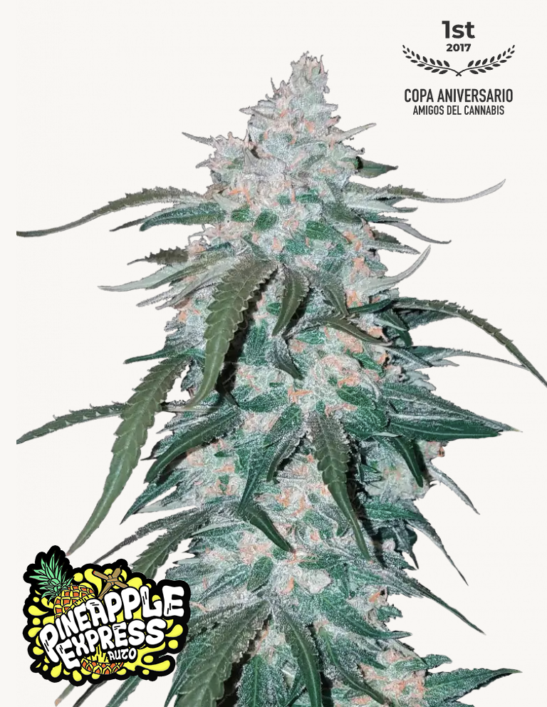 Pineapple Express Auto 3 Feminized Seeds