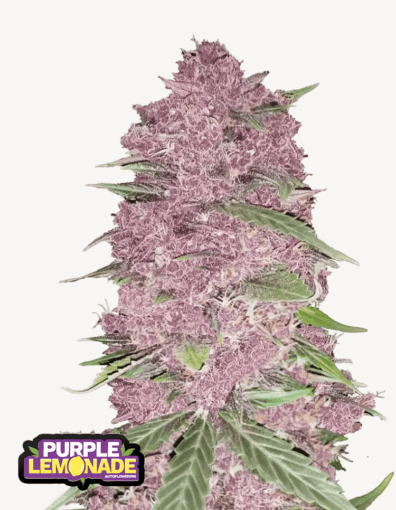 Purple Lemonade Auto 3 Feminized Autoflower Seeds