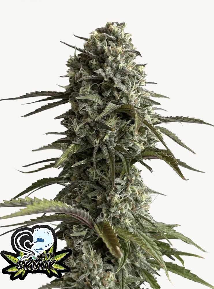 Skunk Auto 3 Feminized Autoflower Seeds