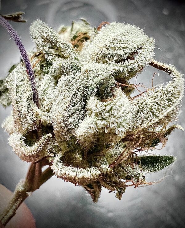 2005 BOG Sour Bubble IX 10 Regular Seeds - Image 2