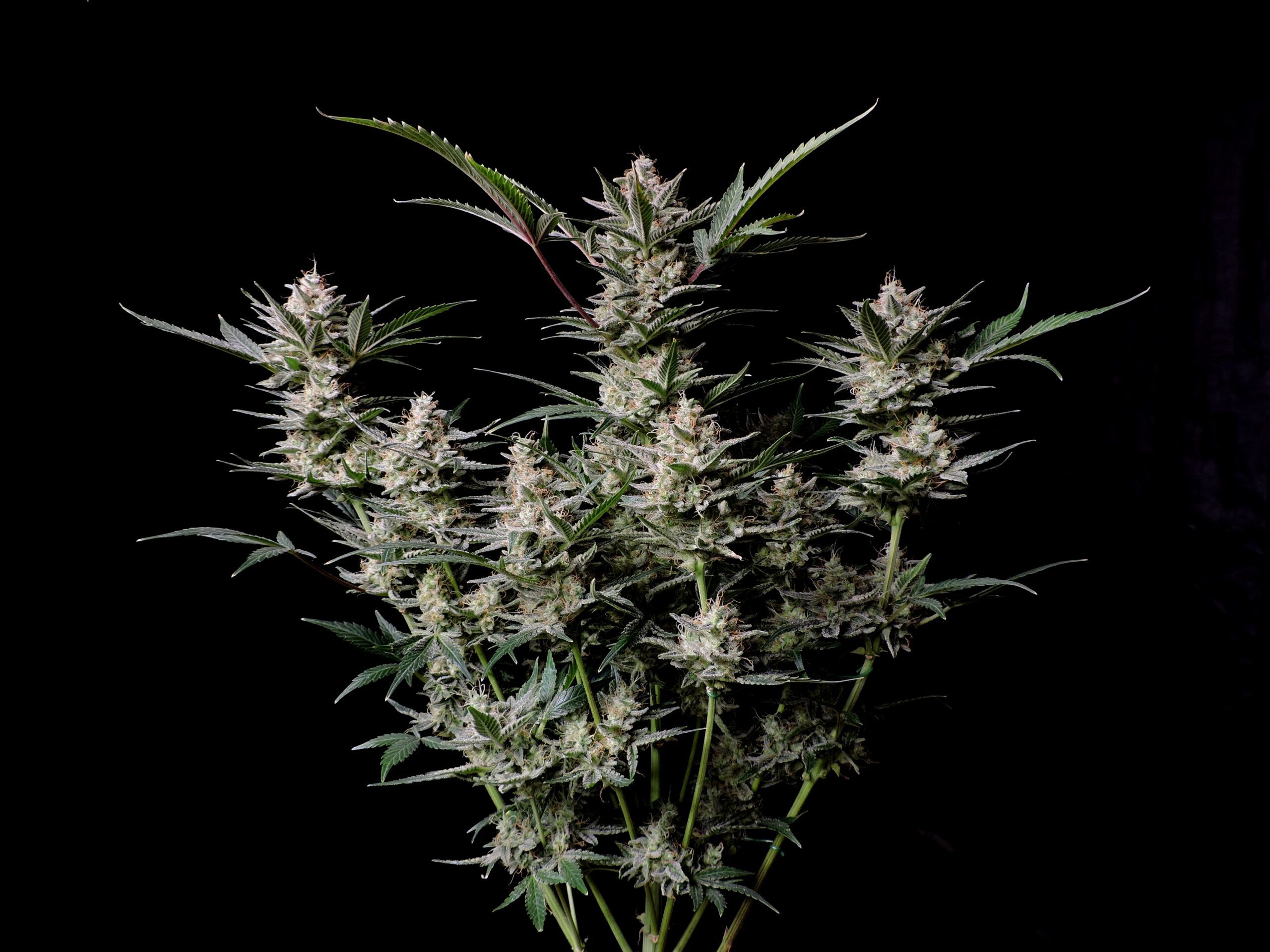 Strawberry Gorilla Auto 3 Feminized Autoflower Seeds - Image 15