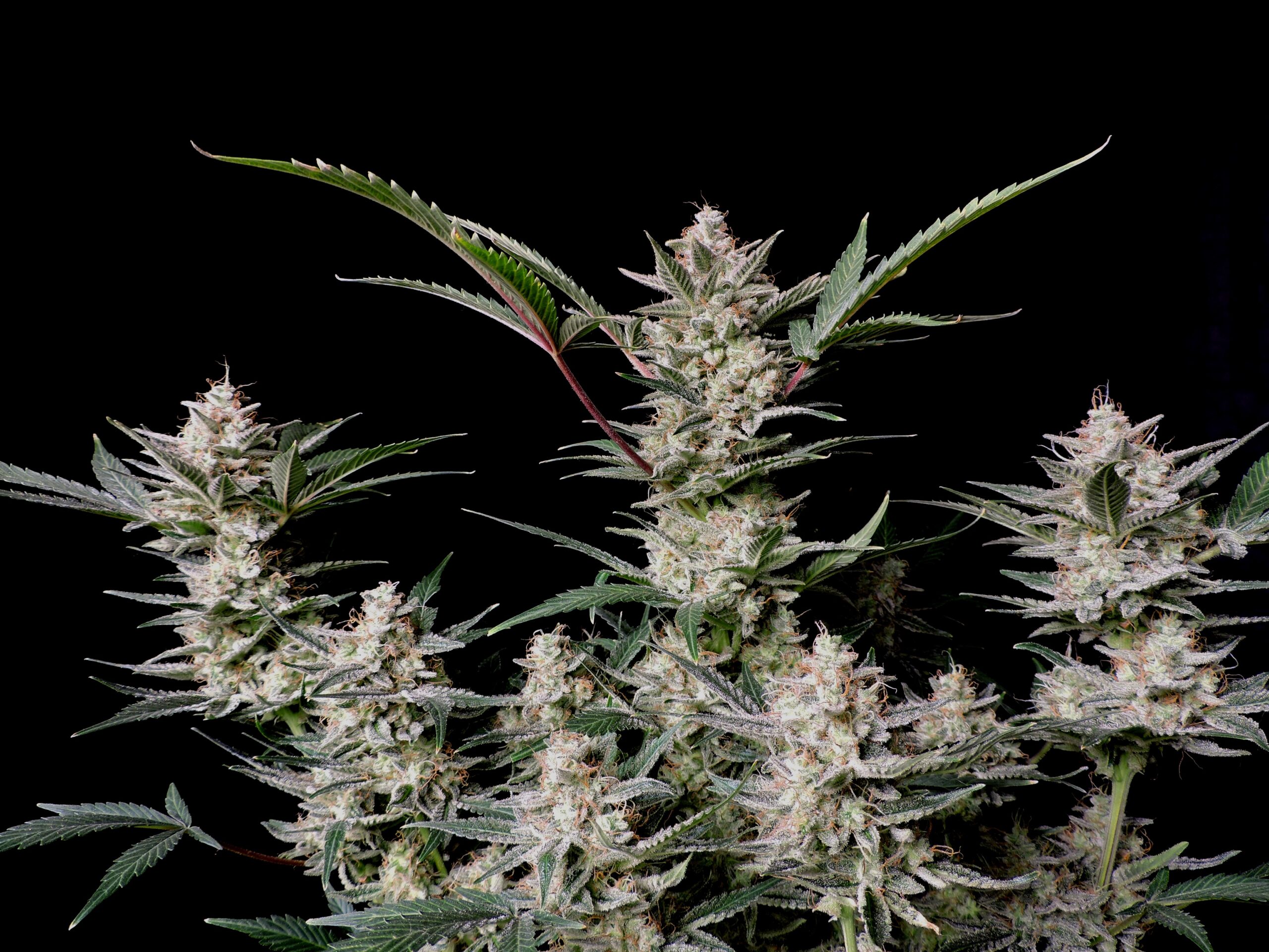 Strawberry Gorilla Auto 3 Feminized Autoflower Seeds - Image 7
