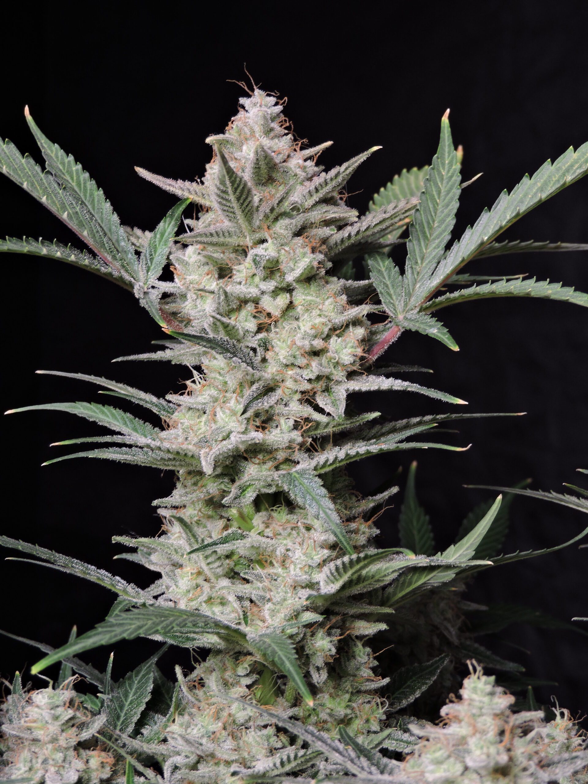 Strawberry Gorilla Auto 3 Feminized Autoflower Seeds - Image 6