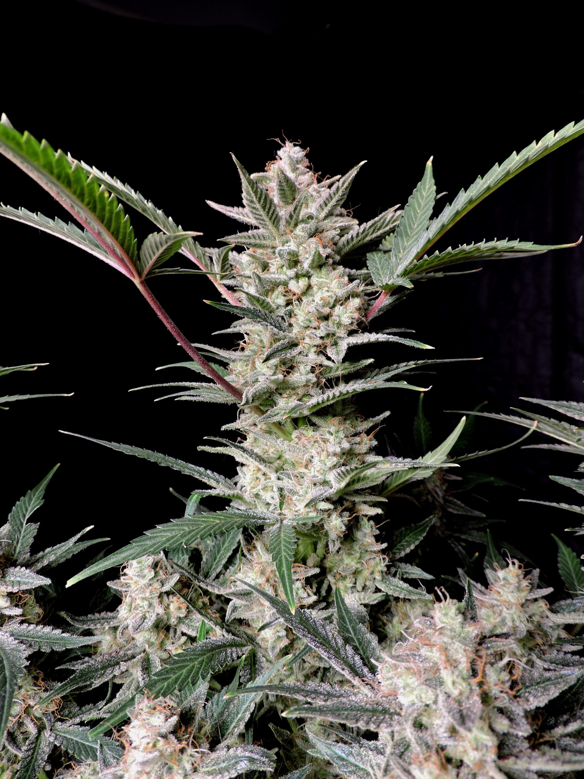 Strawberry Gorilla Auto 3 Feminized Autoflower Seeds - Image 4
