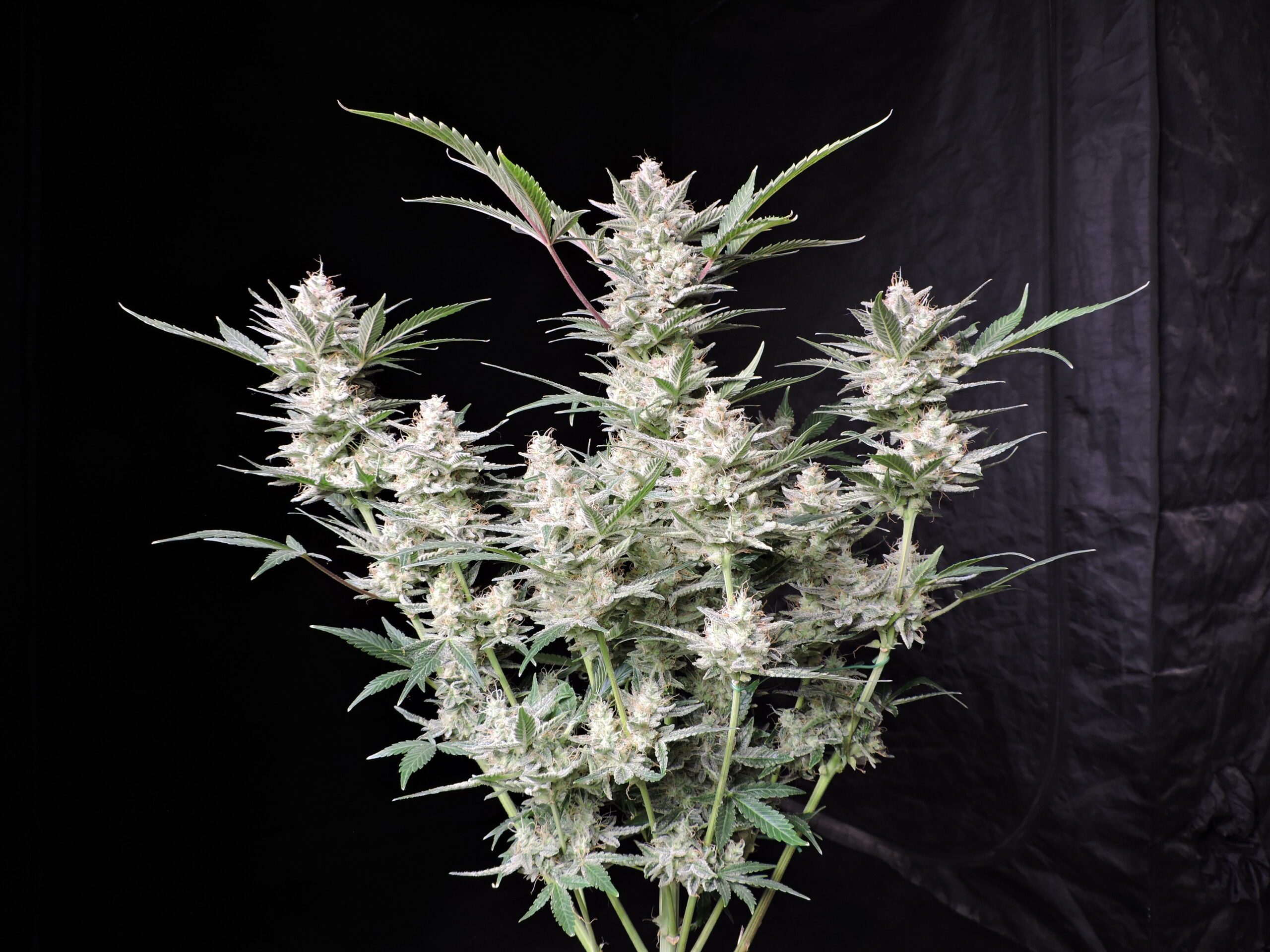 Strawberry Gorilla Auto 3 Feminized Autoflower Seeds - Image 3