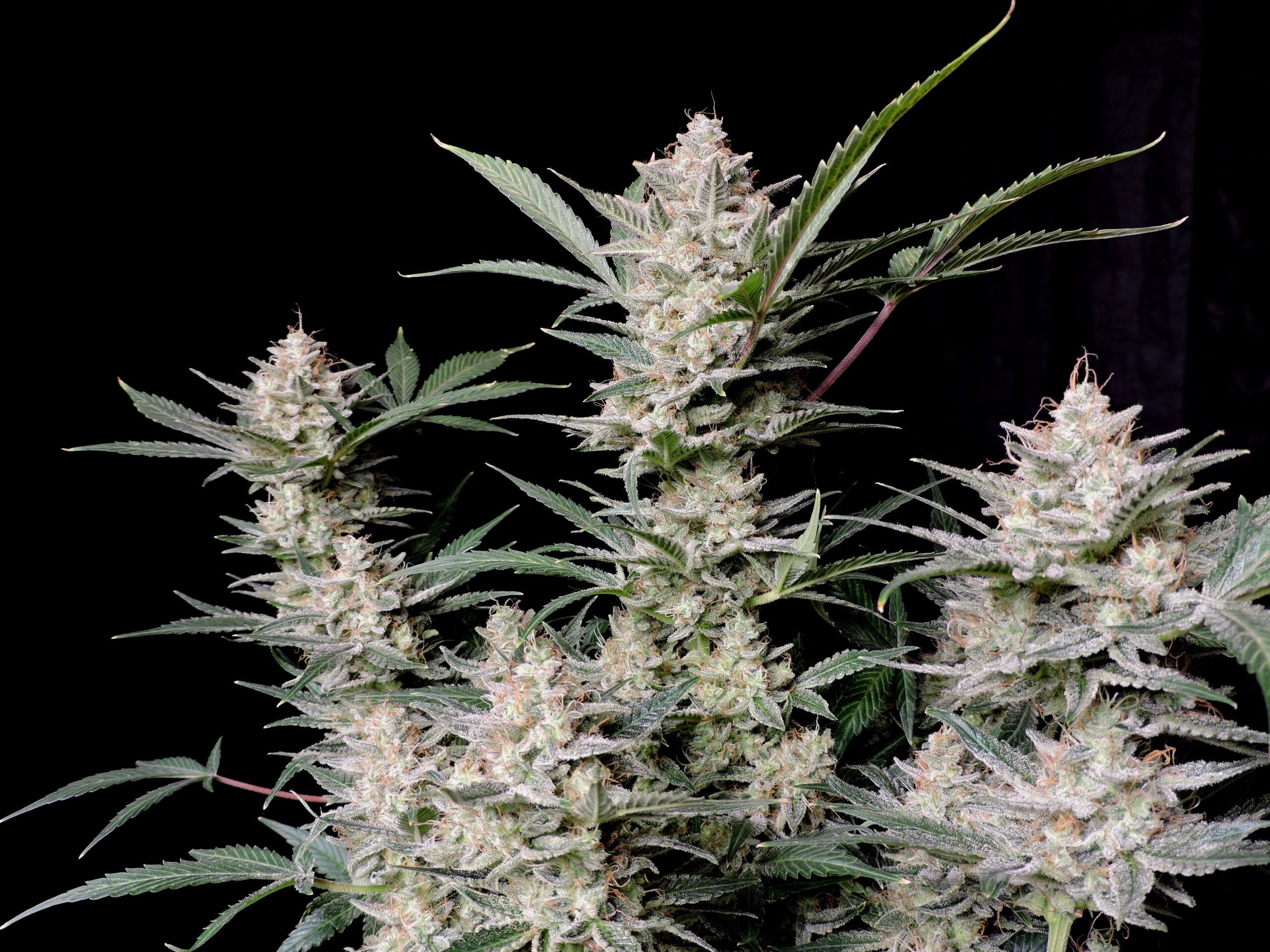 Strawberry Gorilla Auto 3 Feminized Autoflower Seeds - Image 14