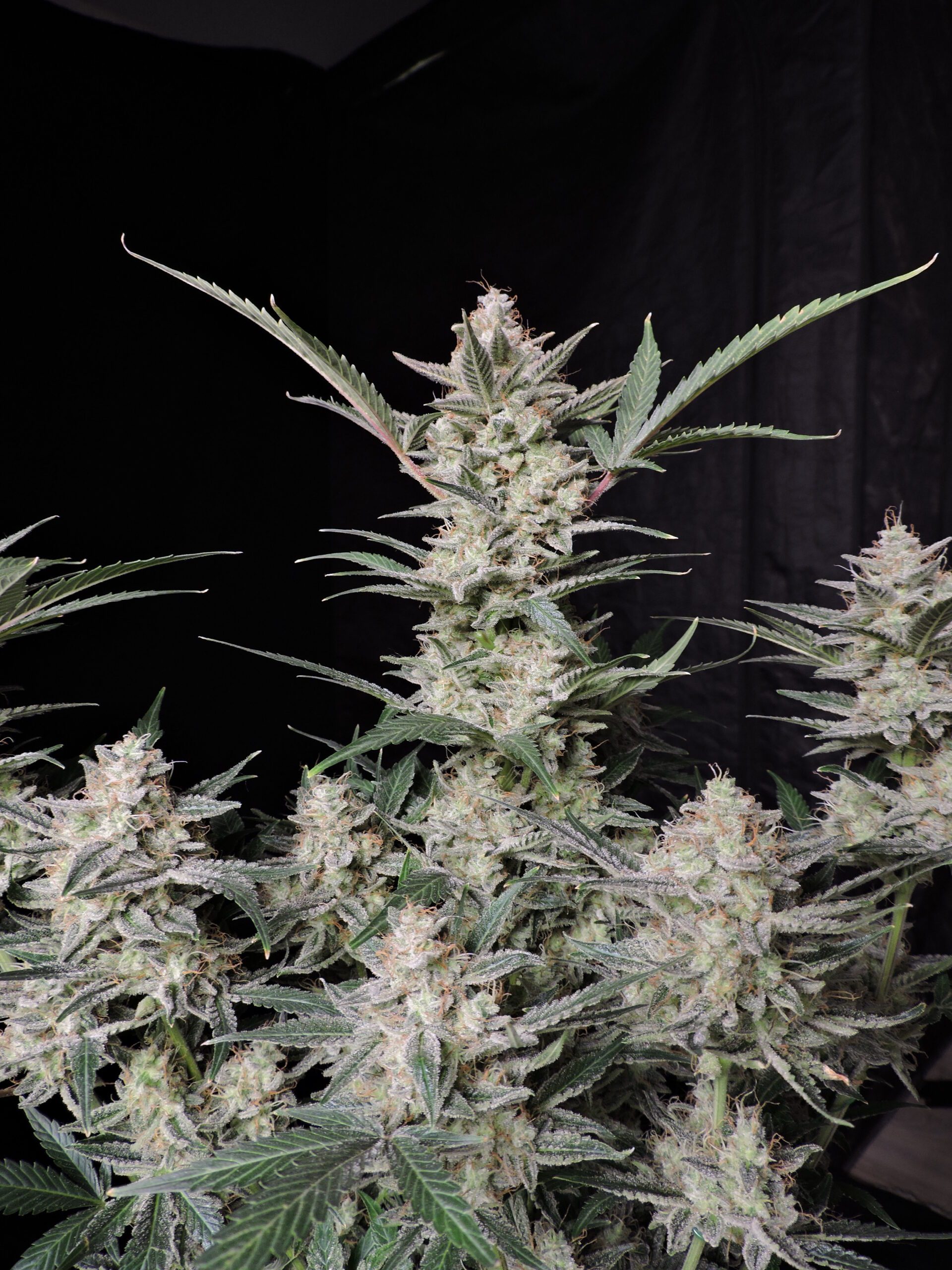 Strawberry Gorilla Auto 3 Feminized Autoflower Seeds - Image 13