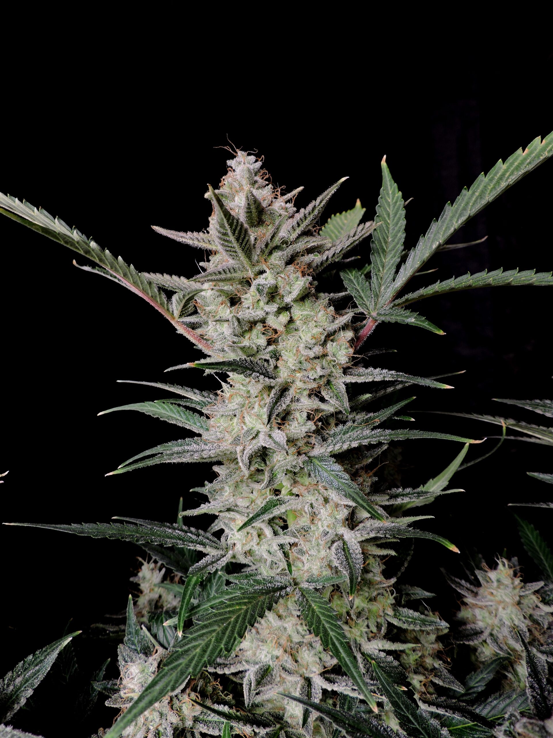 Strawberry Gorilla Auto 3 Feminized Autoflower Seeds - Image 12