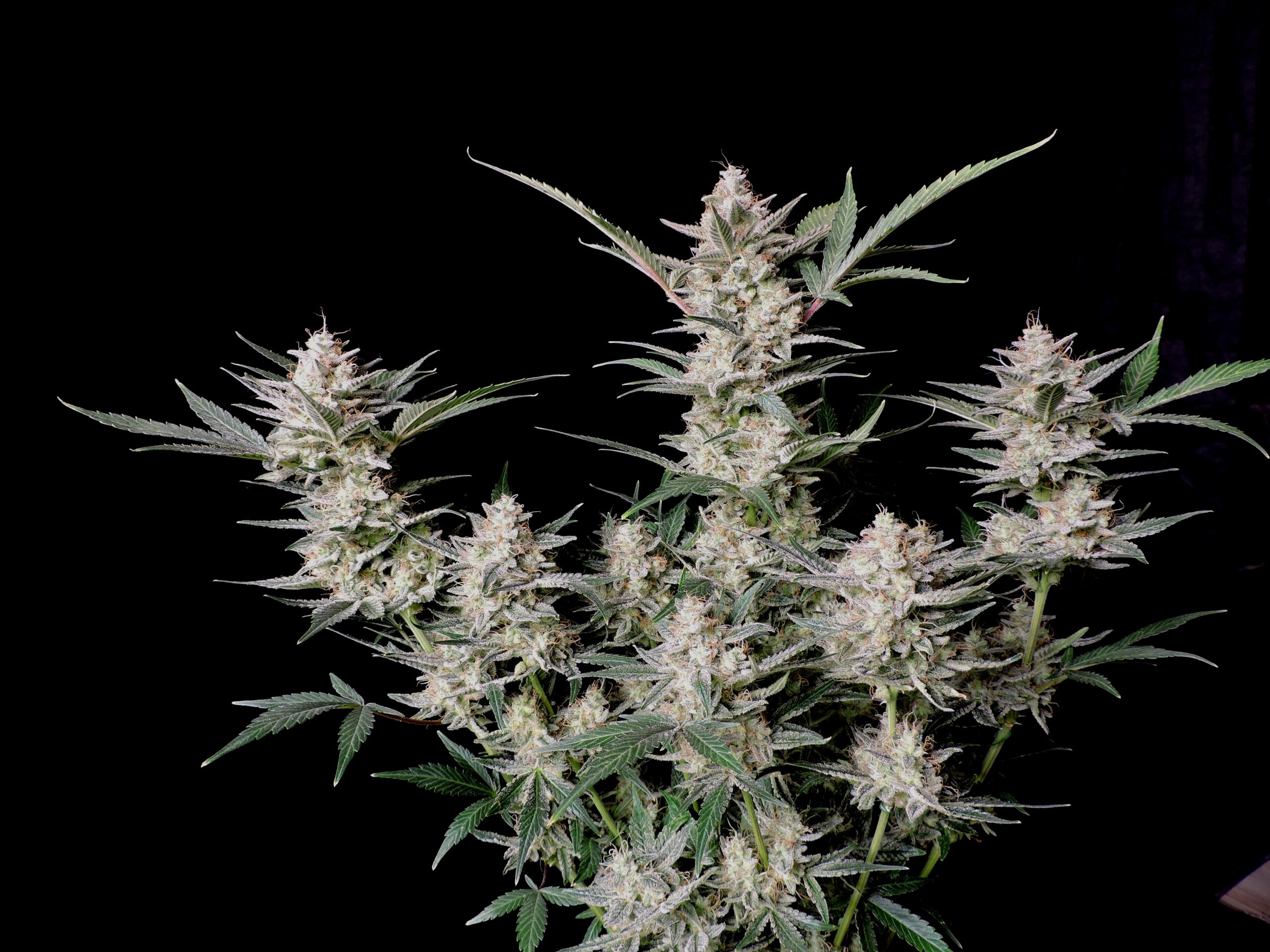 Strawberry Gorilla Auto 3 Feminized Autoflower Seeds - Image 11