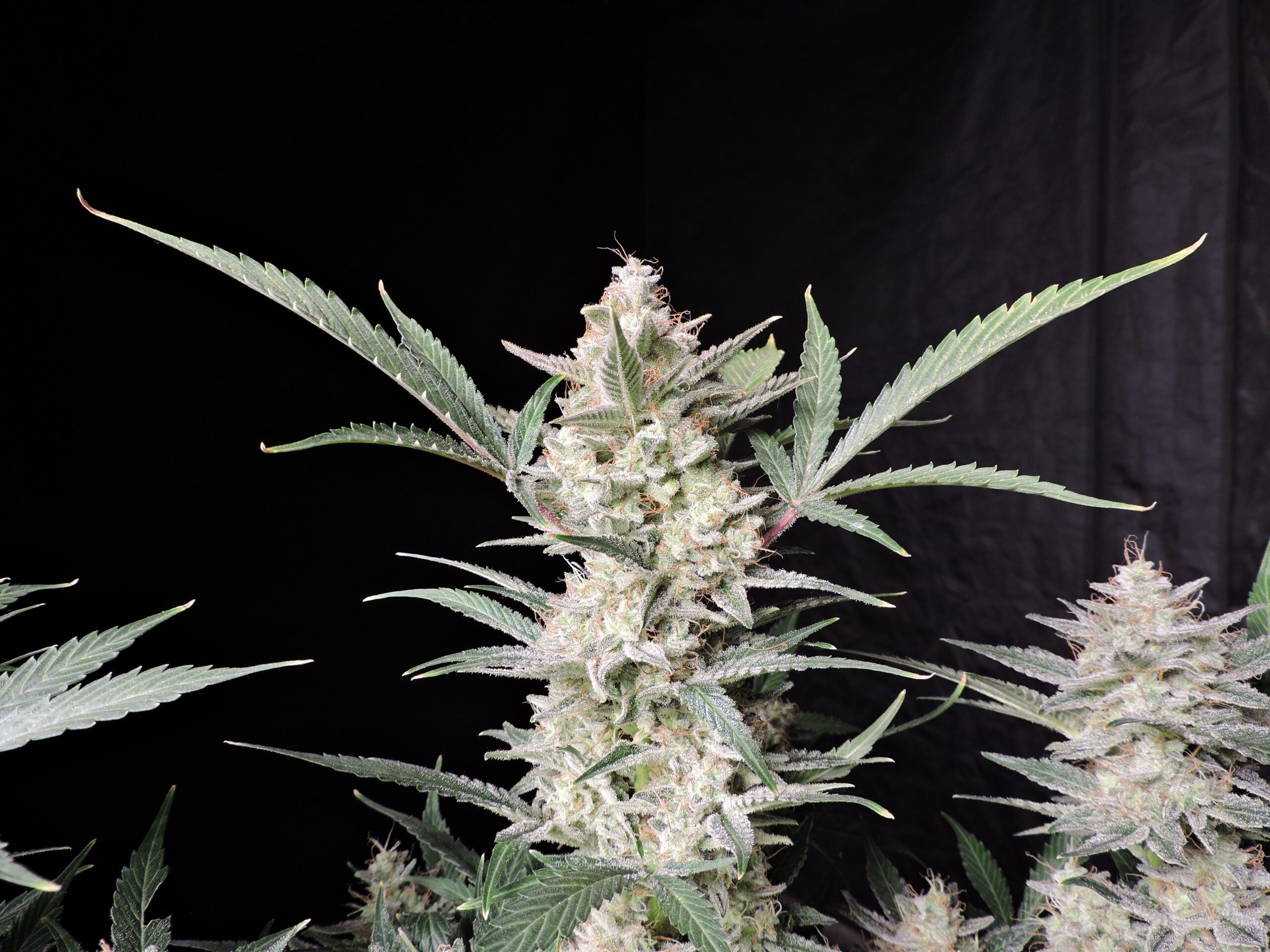 Strawberry Gorilla Auto 3 Feminized Autoflower Seeds - Image 2