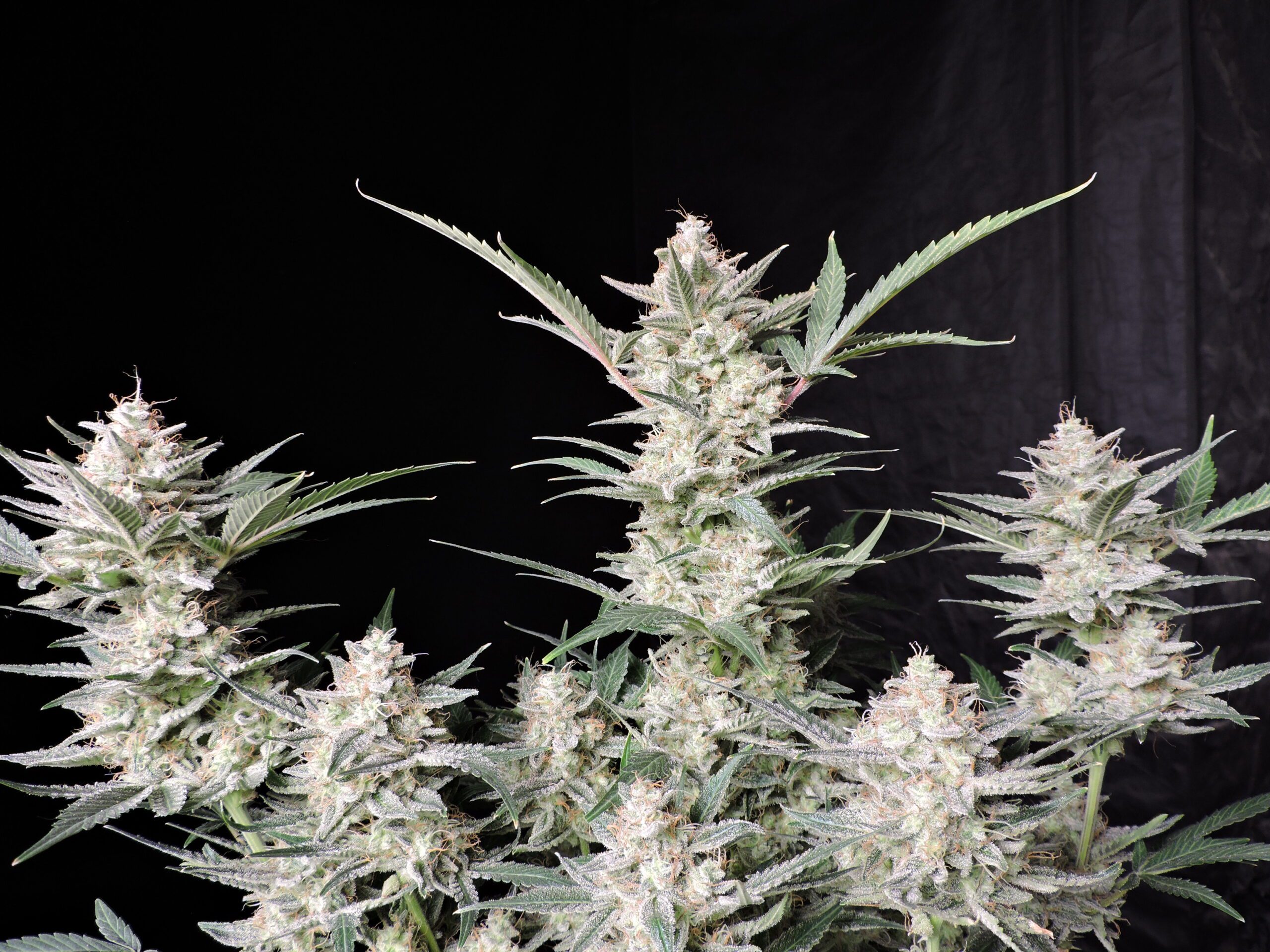 Strawberry Gorilla Auto 3 Feminized Autoflower Seeds - Image 9