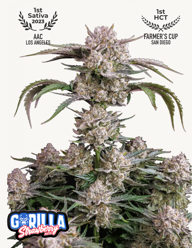 Strawberry Gorilla Auto 3 Feminized Autoflower Seeds