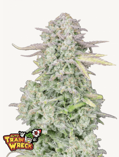Trainwreck Auto 3 Feminized Autoflower Seeds