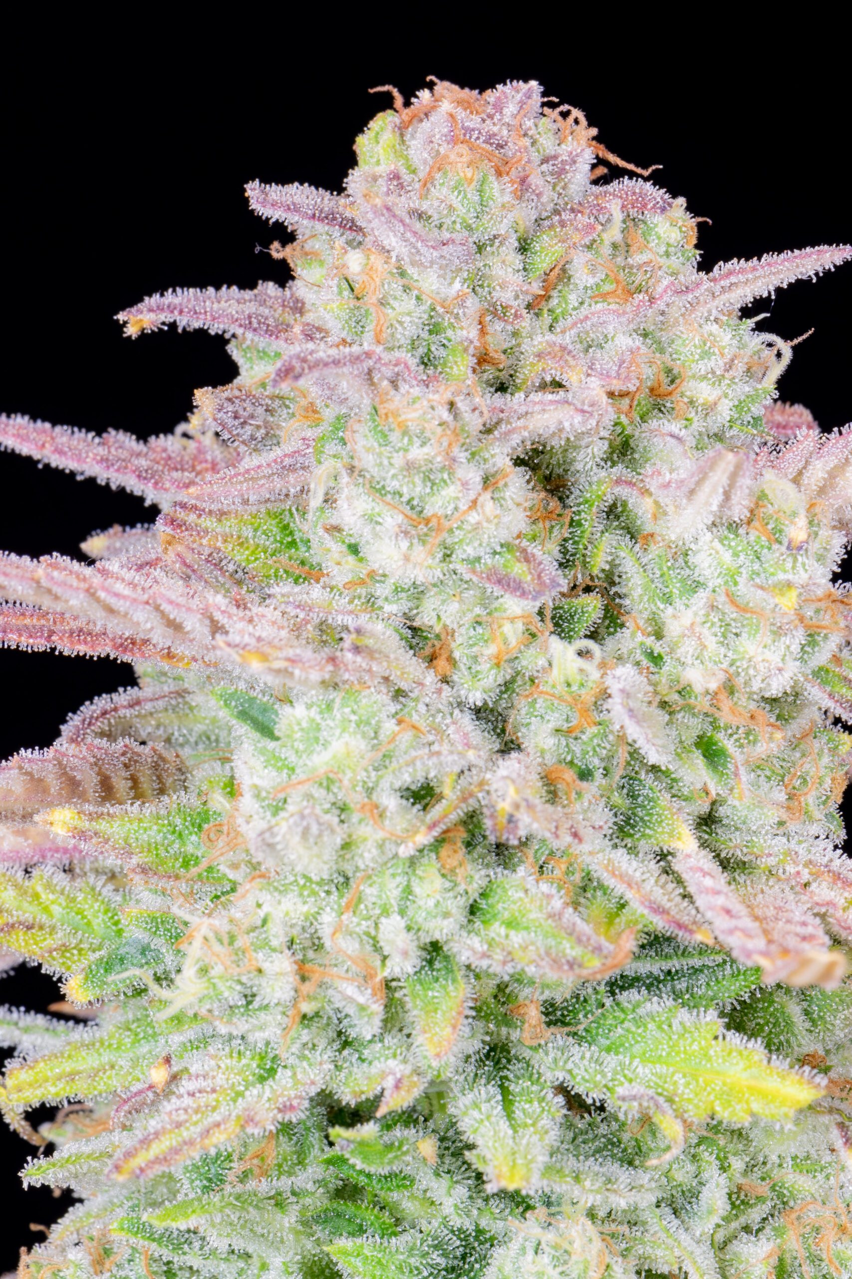 Trainwreck Auto 3 Feminized Autoflower Seeds - Image 11